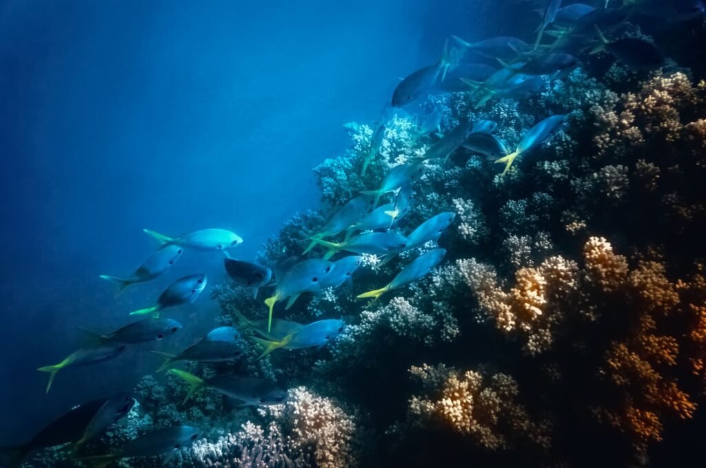School of fish swimming near corals on the Great Barrier Reef, Australia
