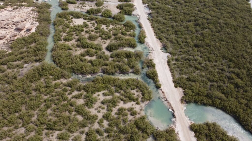 Aerial view of a coastal mangrove forest with winding waterways