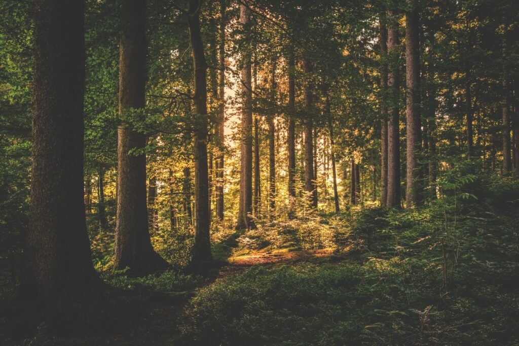 Sunlight filtering through tall trees in a quiet forest