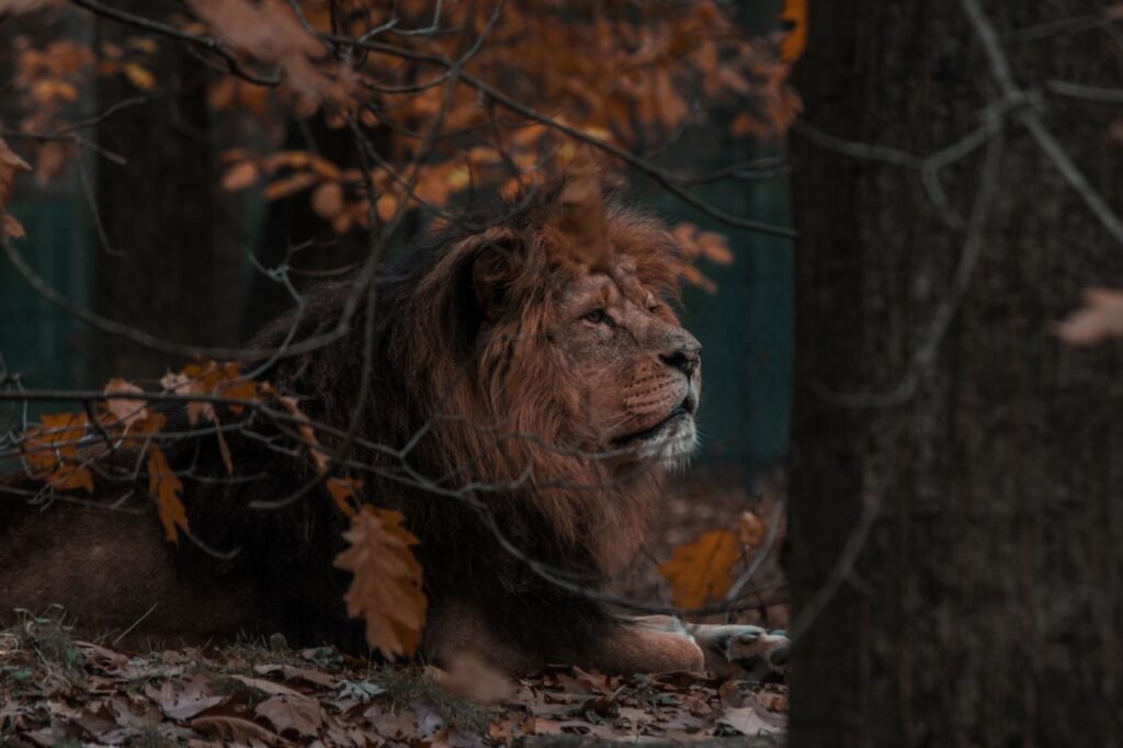 A male lion resting among autumn leaves