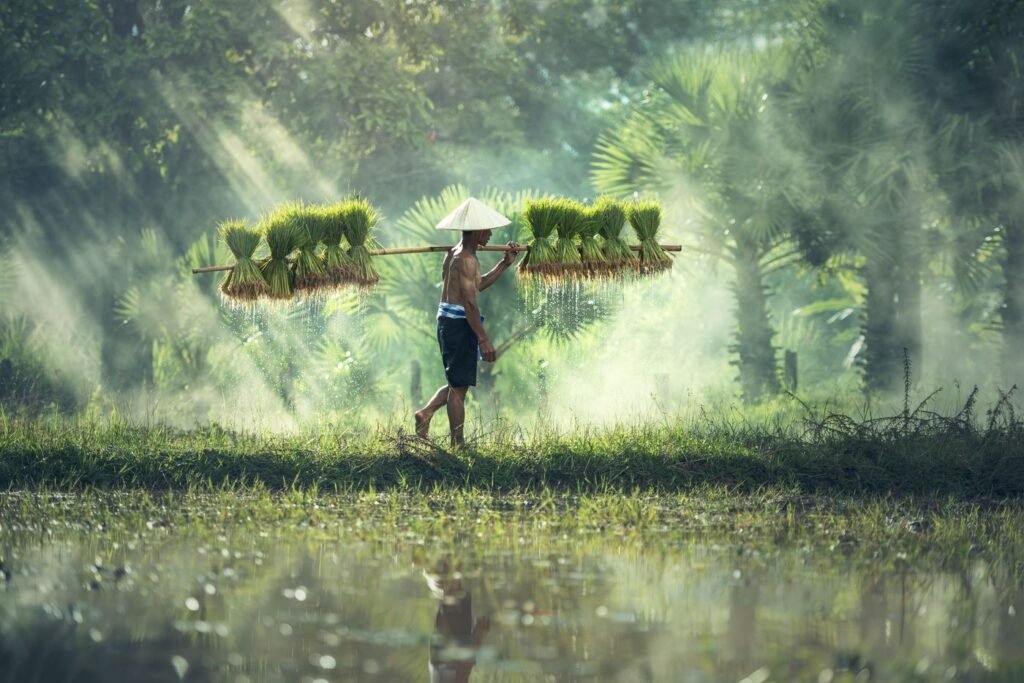 Farmer carrying bundles of rice plants across a misty paddy field