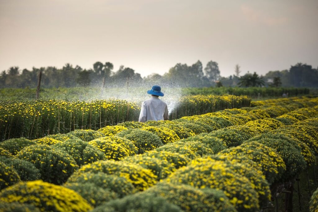 Farmer in a blue hat spraying a field of yellow flowers